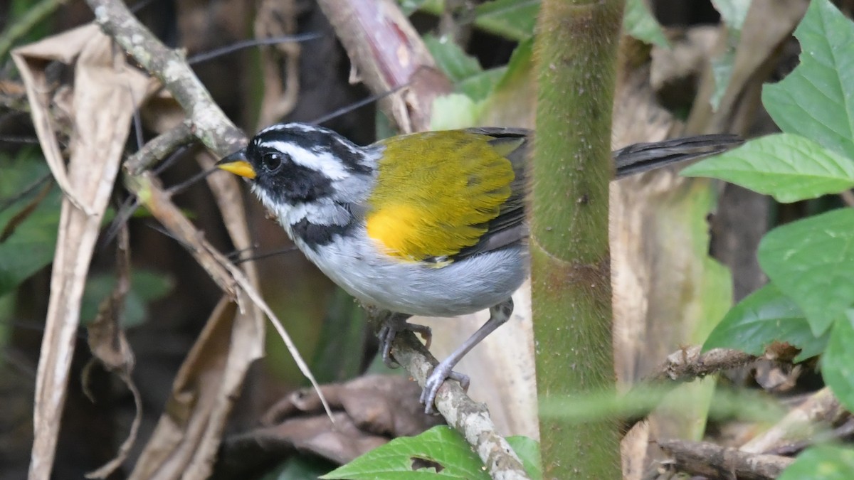 Pectoral Sparrow (Yellow-mandibled) - ML506230811