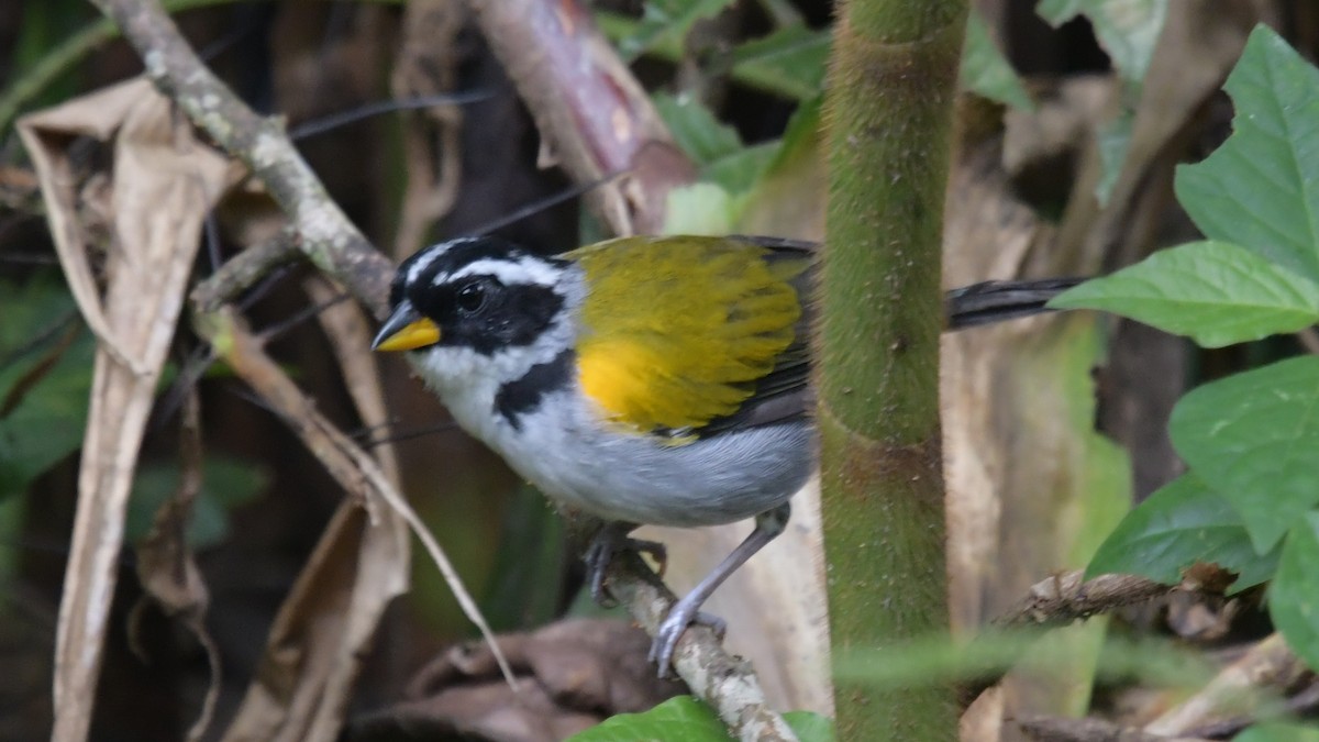 Pectoral Sparrow (Yellow-mandibled) - ML506230821