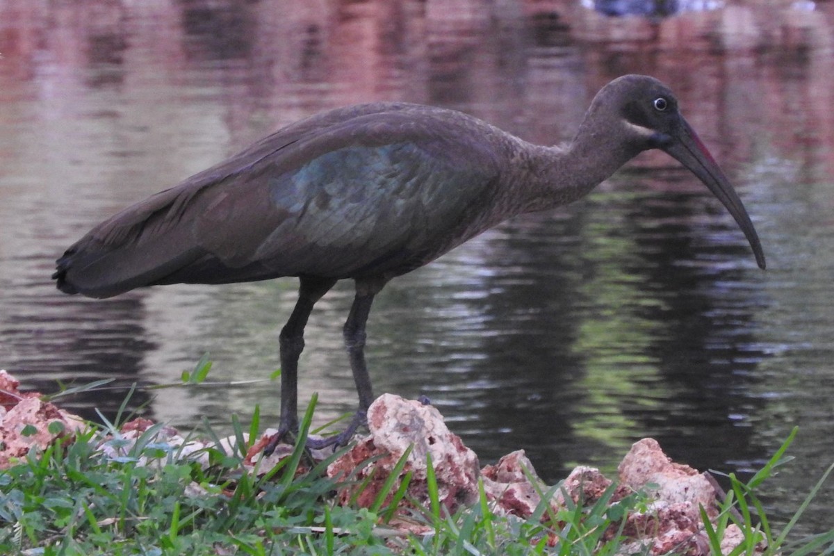 Hadada Ibis - ML506232071