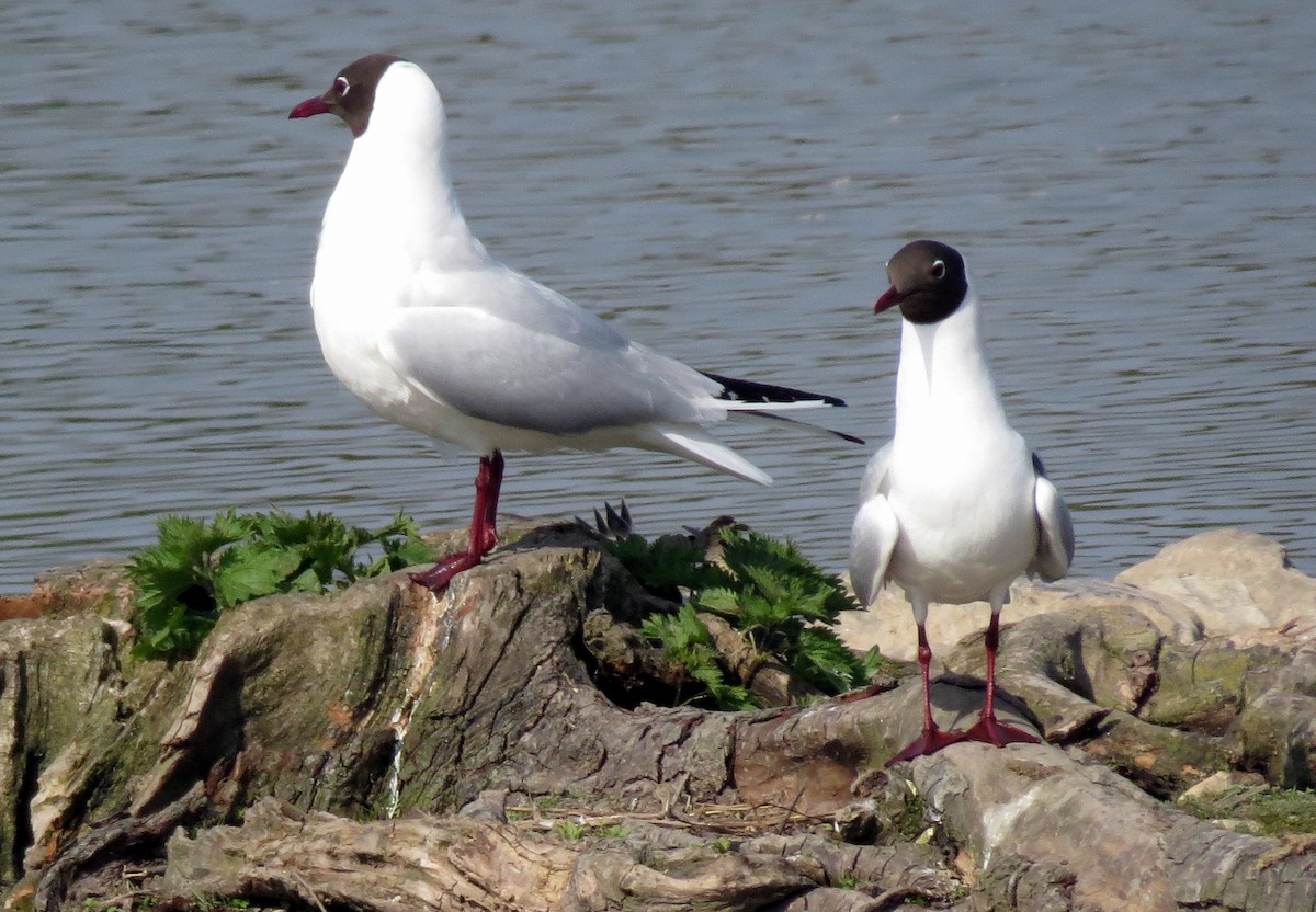 Mouette rieuse - ML50623301