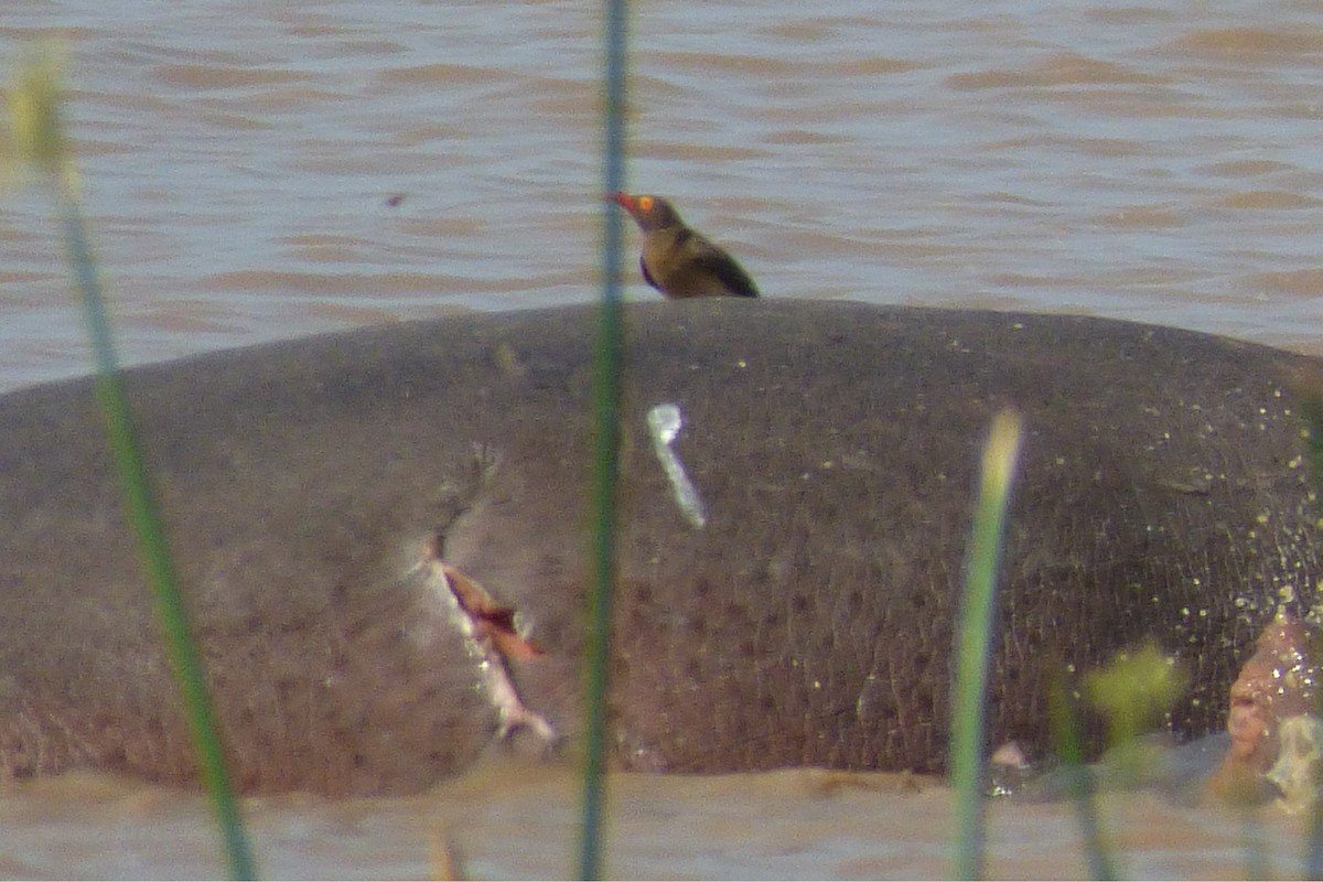 Red-billed Oxpecker - ML50623331