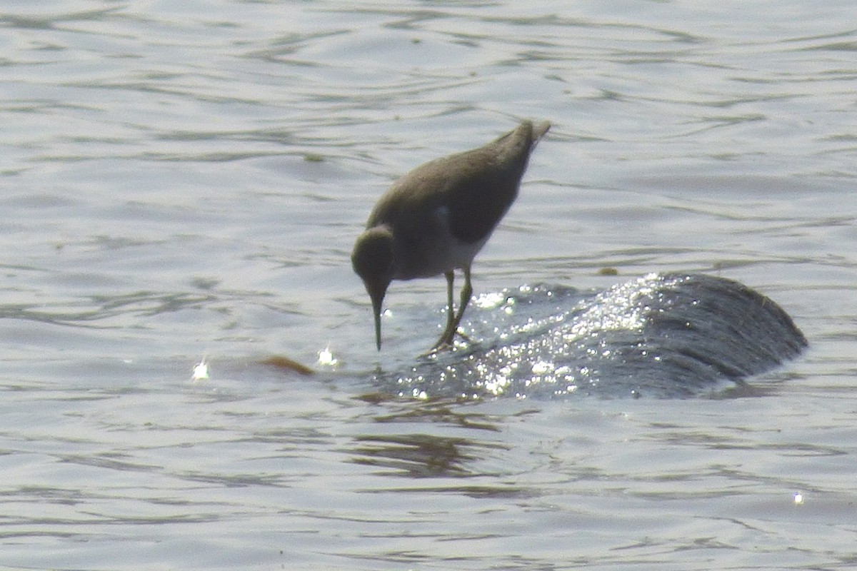 Common Sandpiper - ML50623411