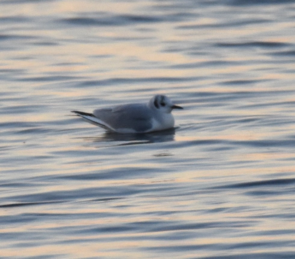 Mouette de Bonaparte - ML506234321