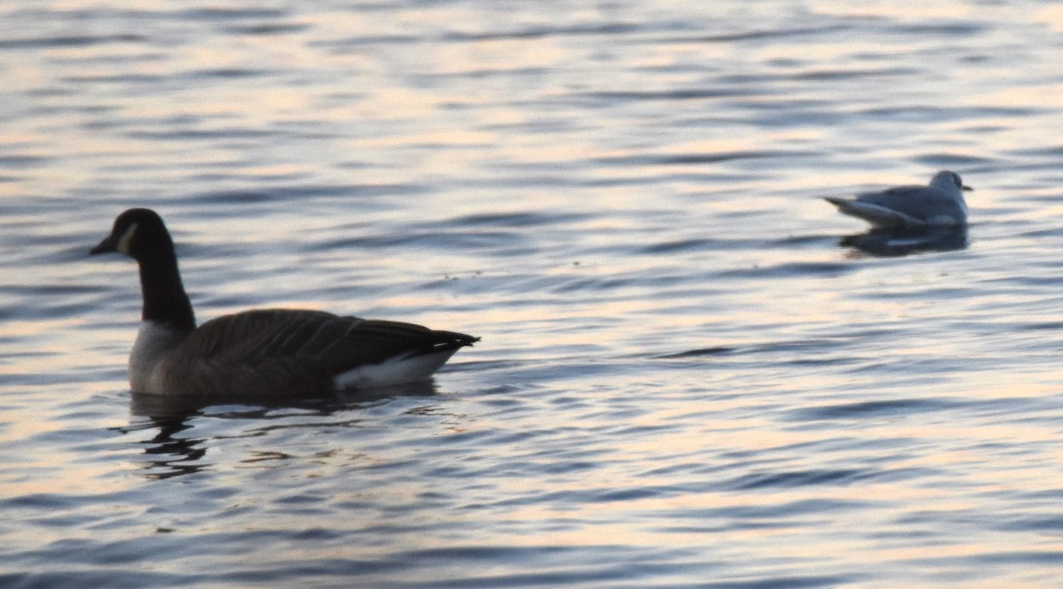 Bonaparte's Gull - ML506234361