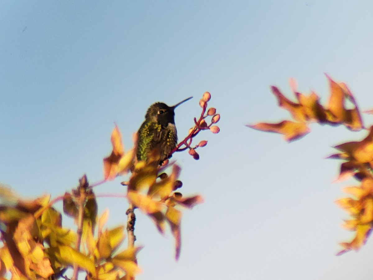 Anna's Hummingbird - ML506234381