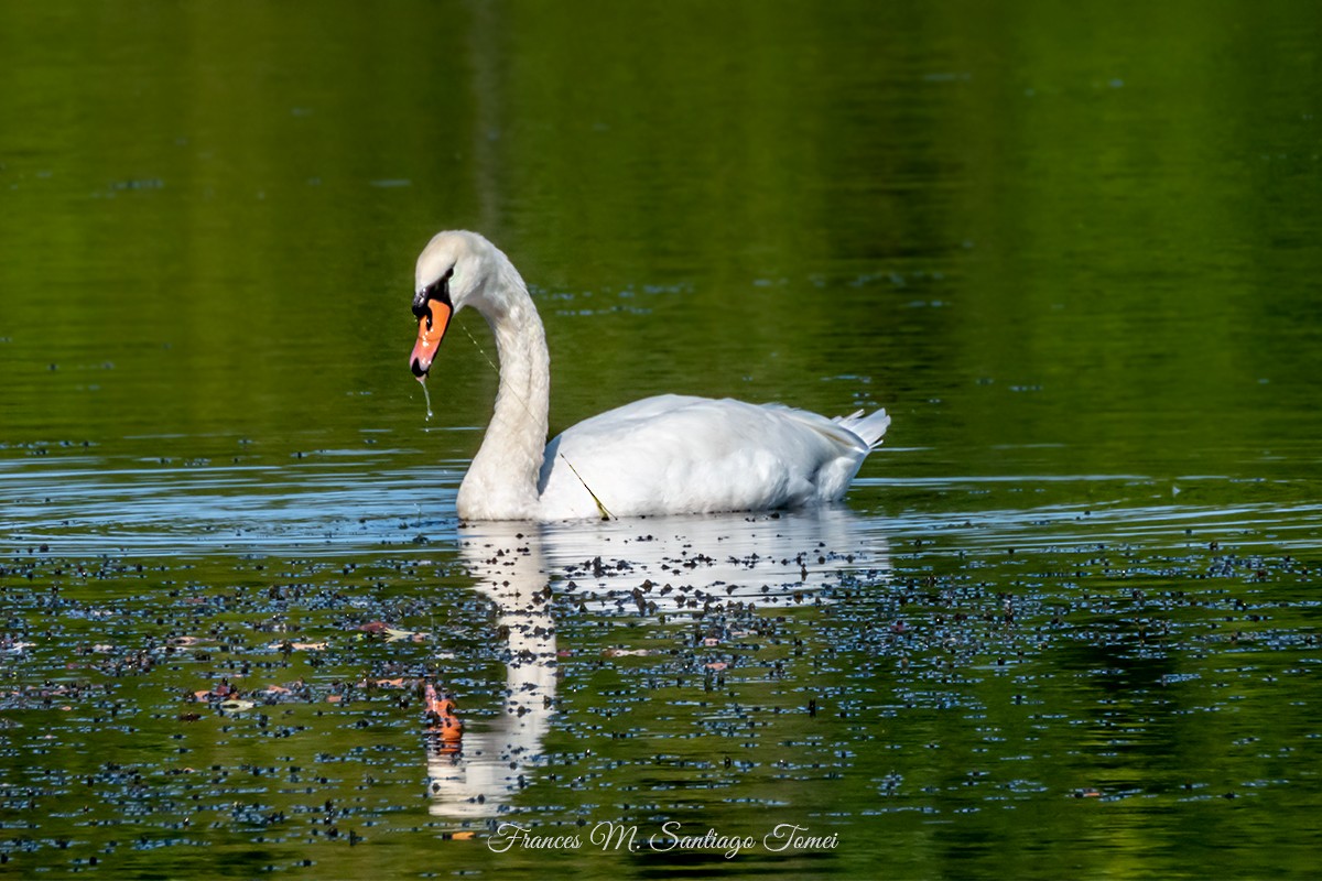 Mute Swan - ML506234461