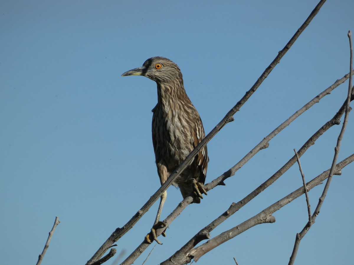 Black-crowned Night Heron - ML506234691