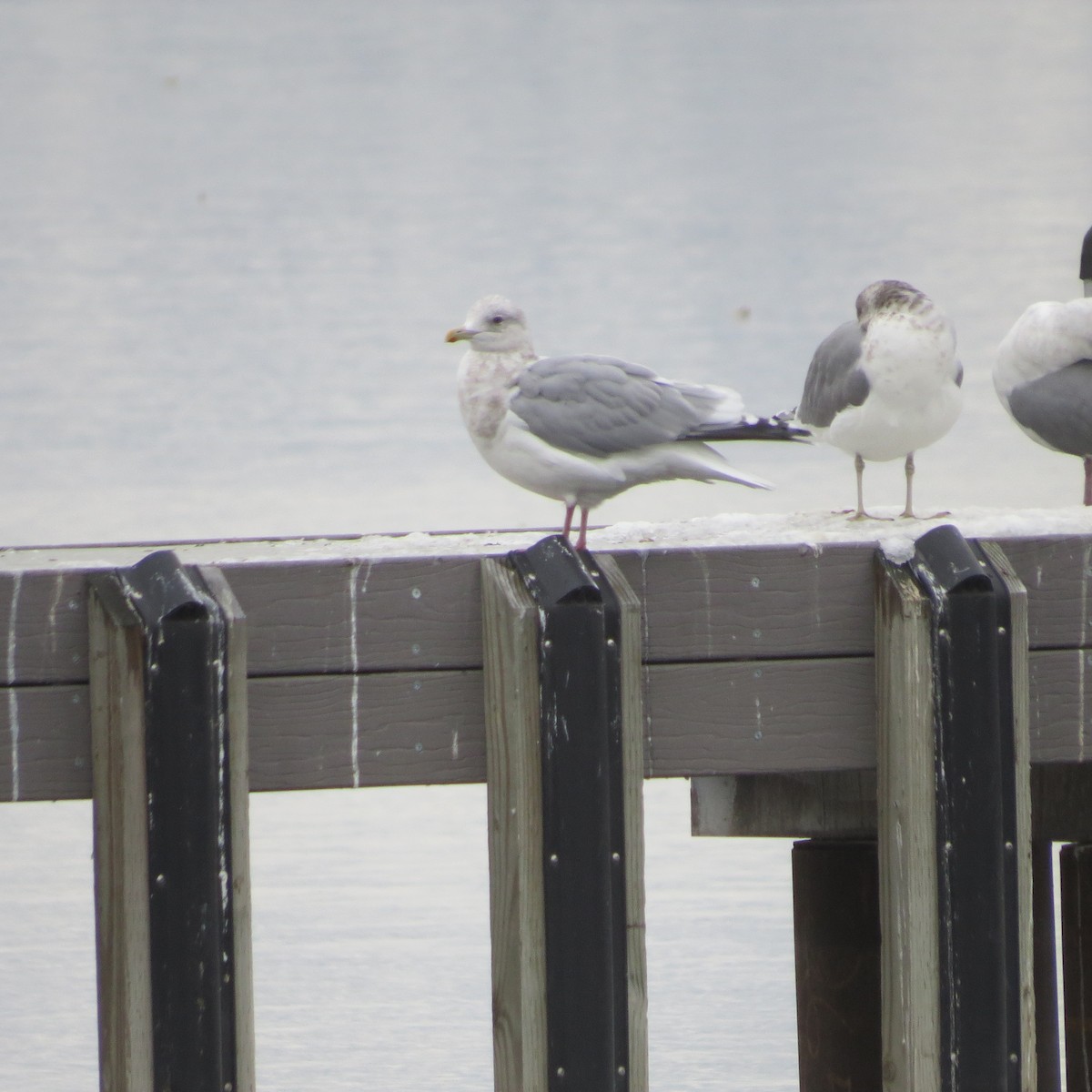 Gaviota Groenlandesa (thayeri) - ML506234901