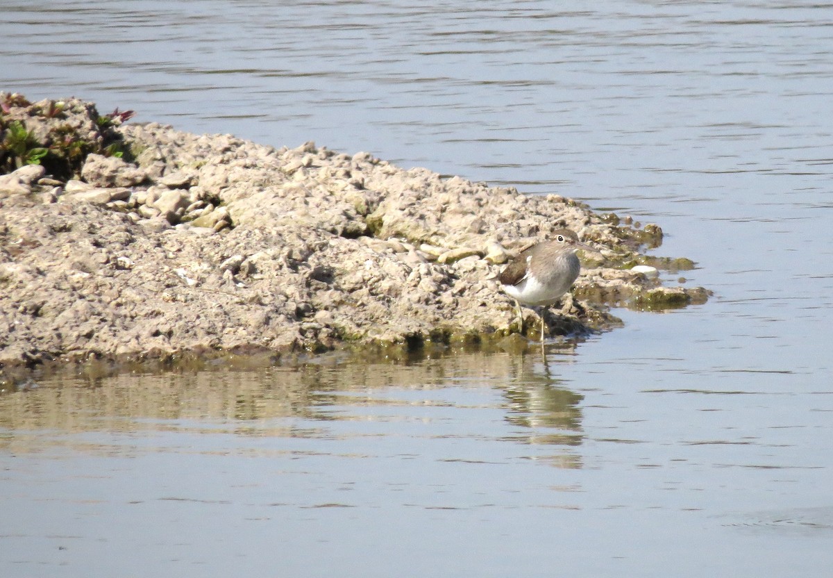 Common Sandpiper - ML50623491