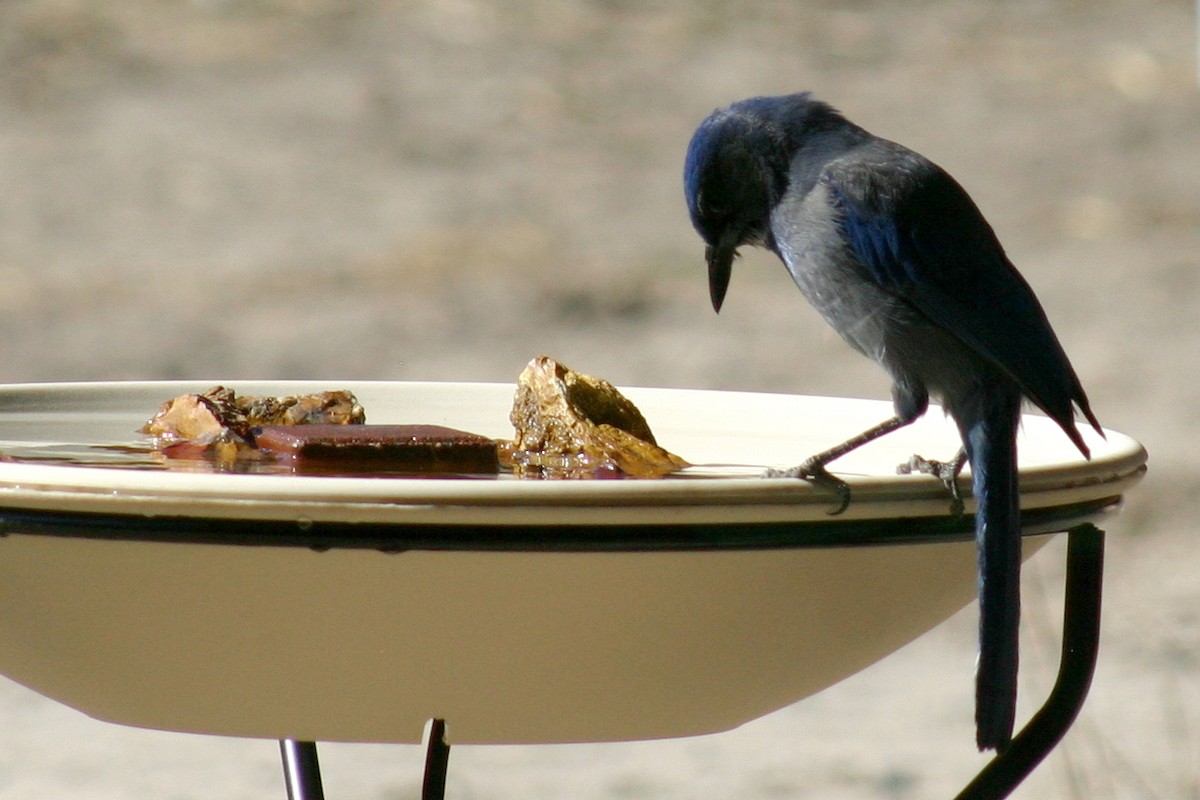 jay sp. - ML50623501