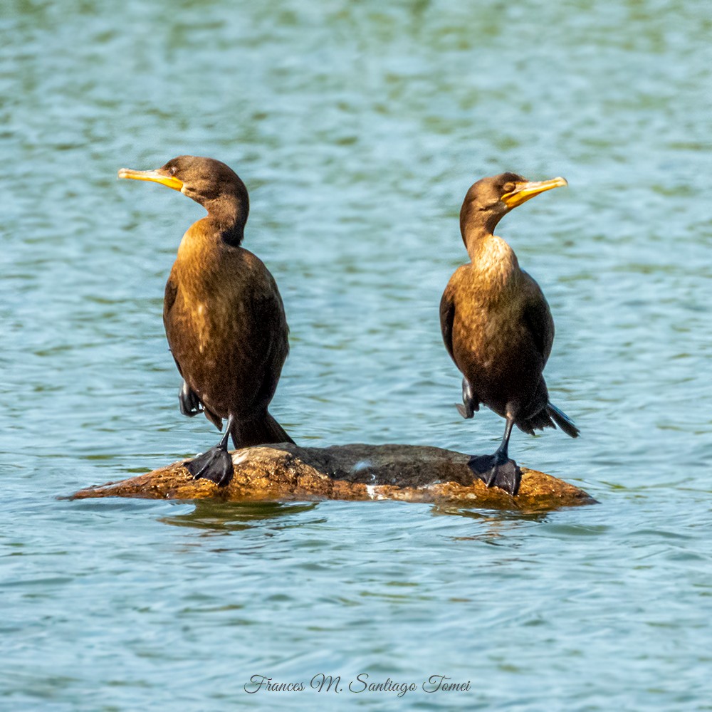 Double-crested Cormorant - ML506235091