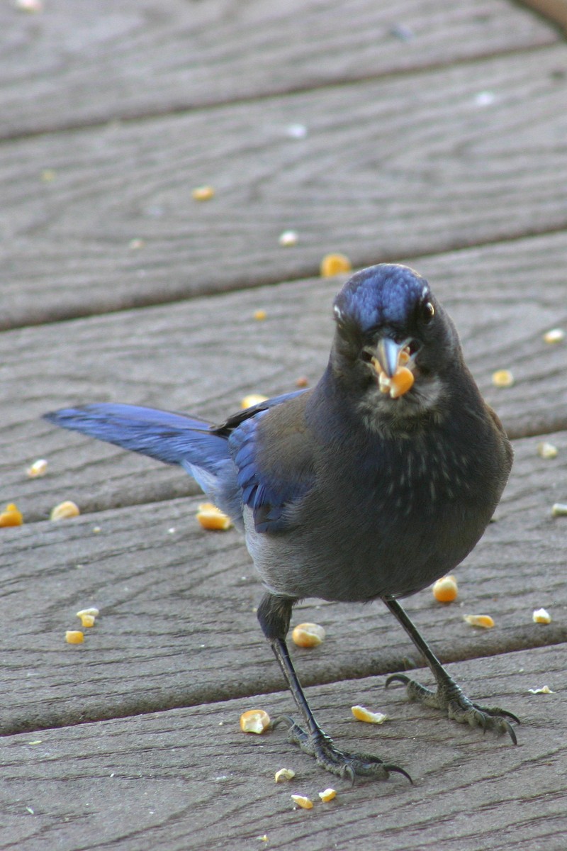 jay sp. - ML50623511