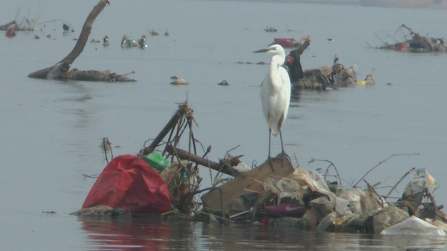 Great Egret - ML506235191