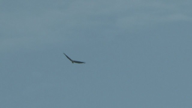 White-bellied Sea-Eagle - ML506236961