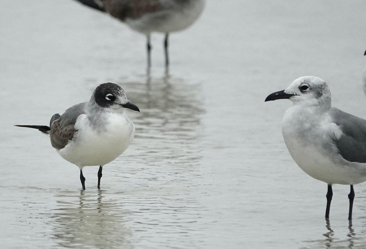 Franklin's Gull - ML506237141