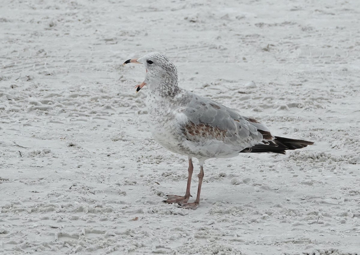 Ring-billed Gull - ML506237231