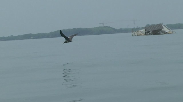 Christmas Island Frigatebird - ML506237711