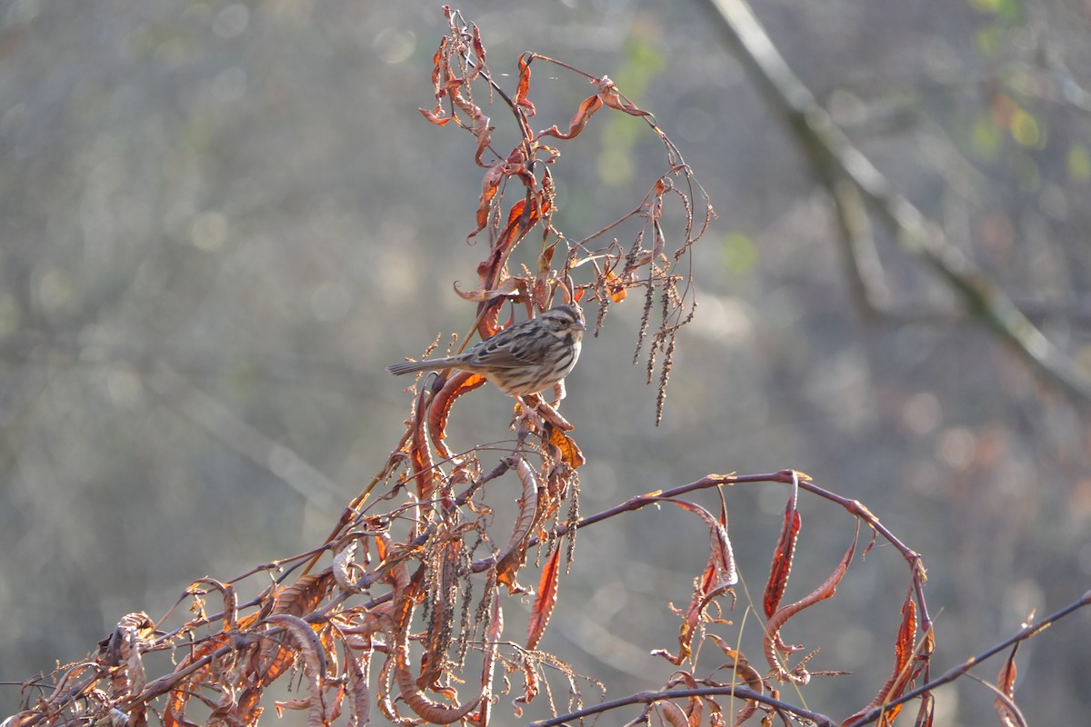 Song Sparrow - ML506238431