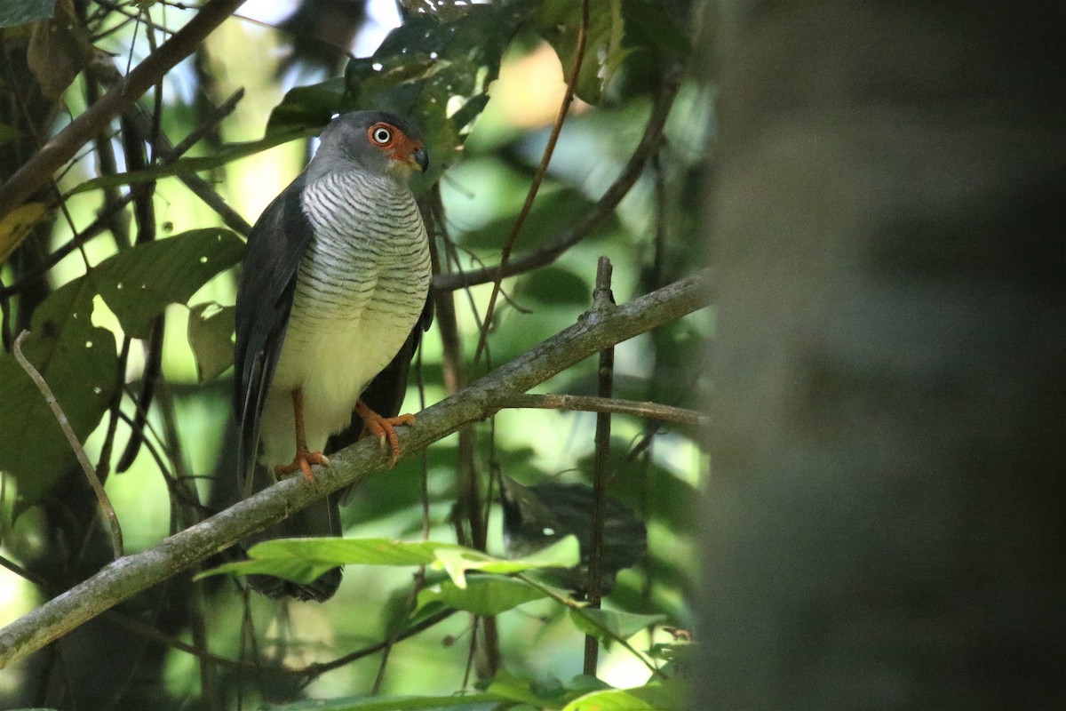 Cryptic Forest-Falcon - ML506238441