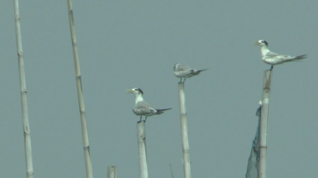 Great Crested Tern - ML506238671