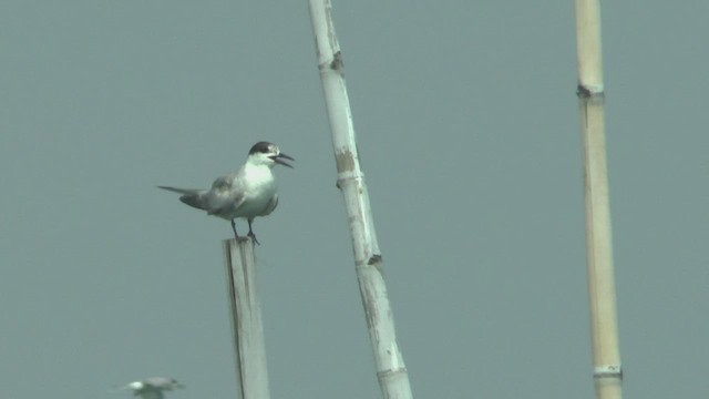 Txenada arrunta (longipennis) - ML506238701