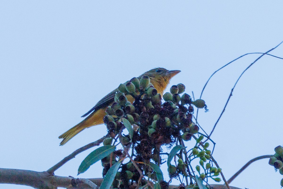 Summer Tanager - Randy Ehler