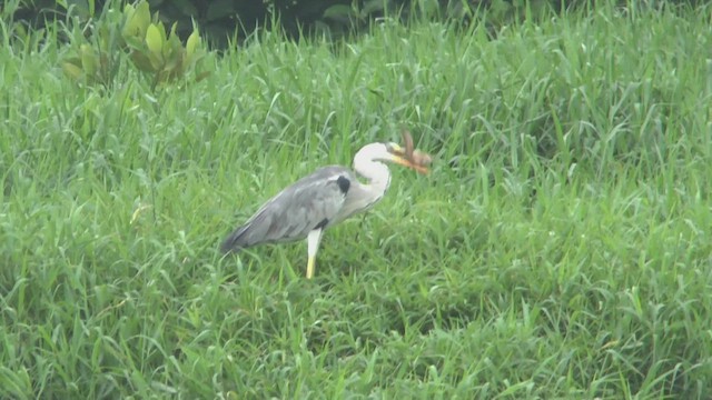 Gray Heron - ML506239341