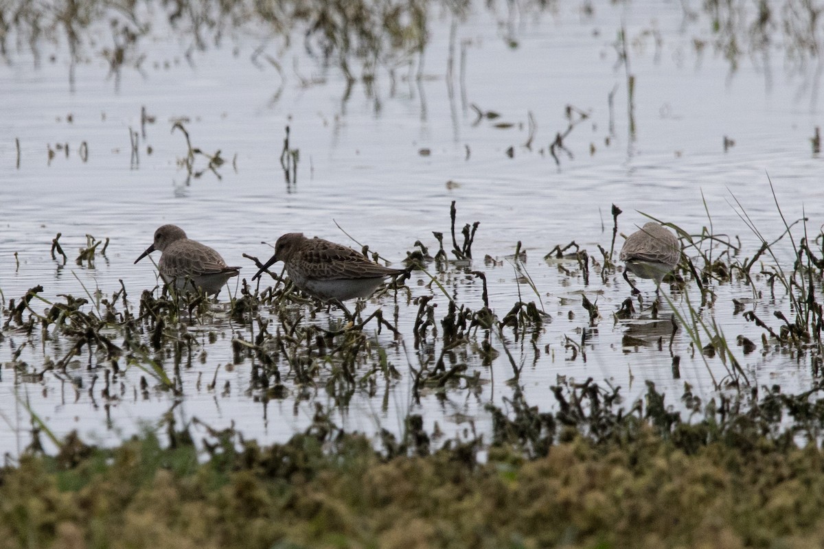 Dunlin - Tiago Carvalho