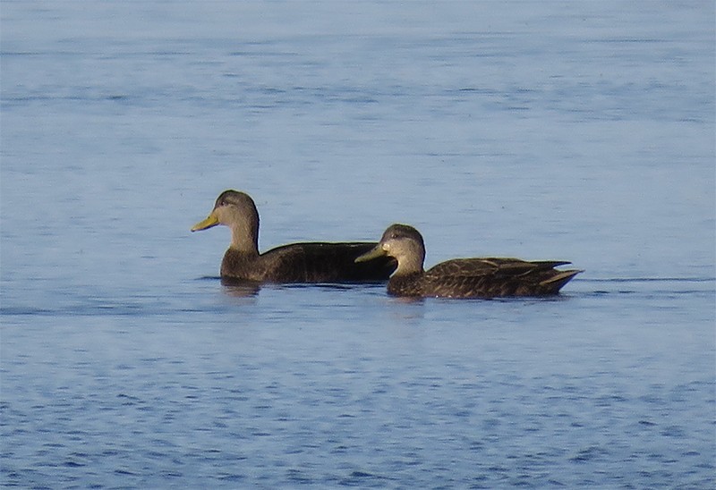 American Black Duck - Karen Lebing