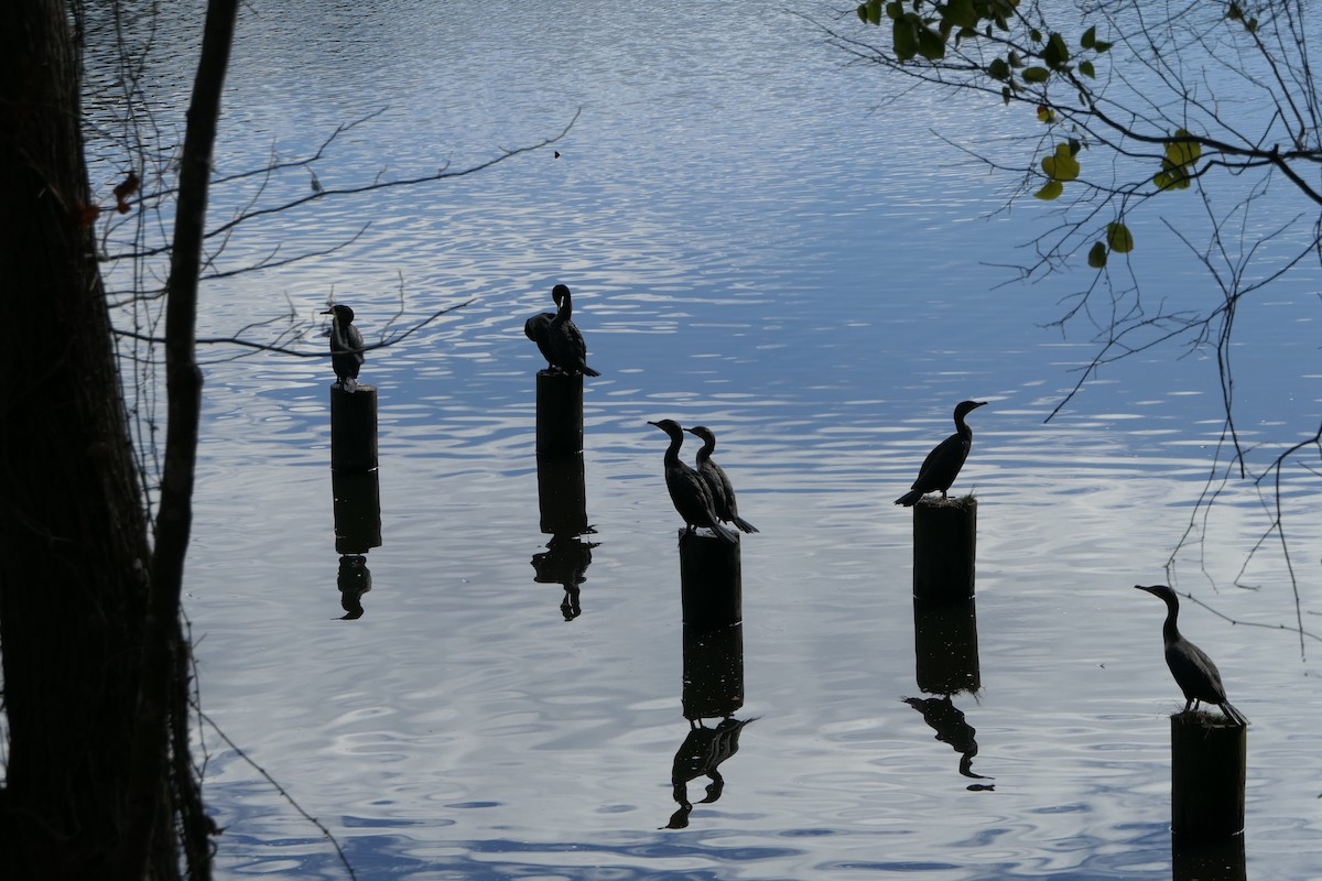 Double-crested Cormorant - ML506240761