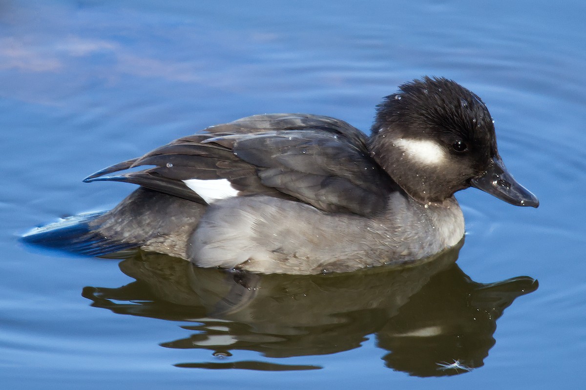 Bufflehead - LEN OToole