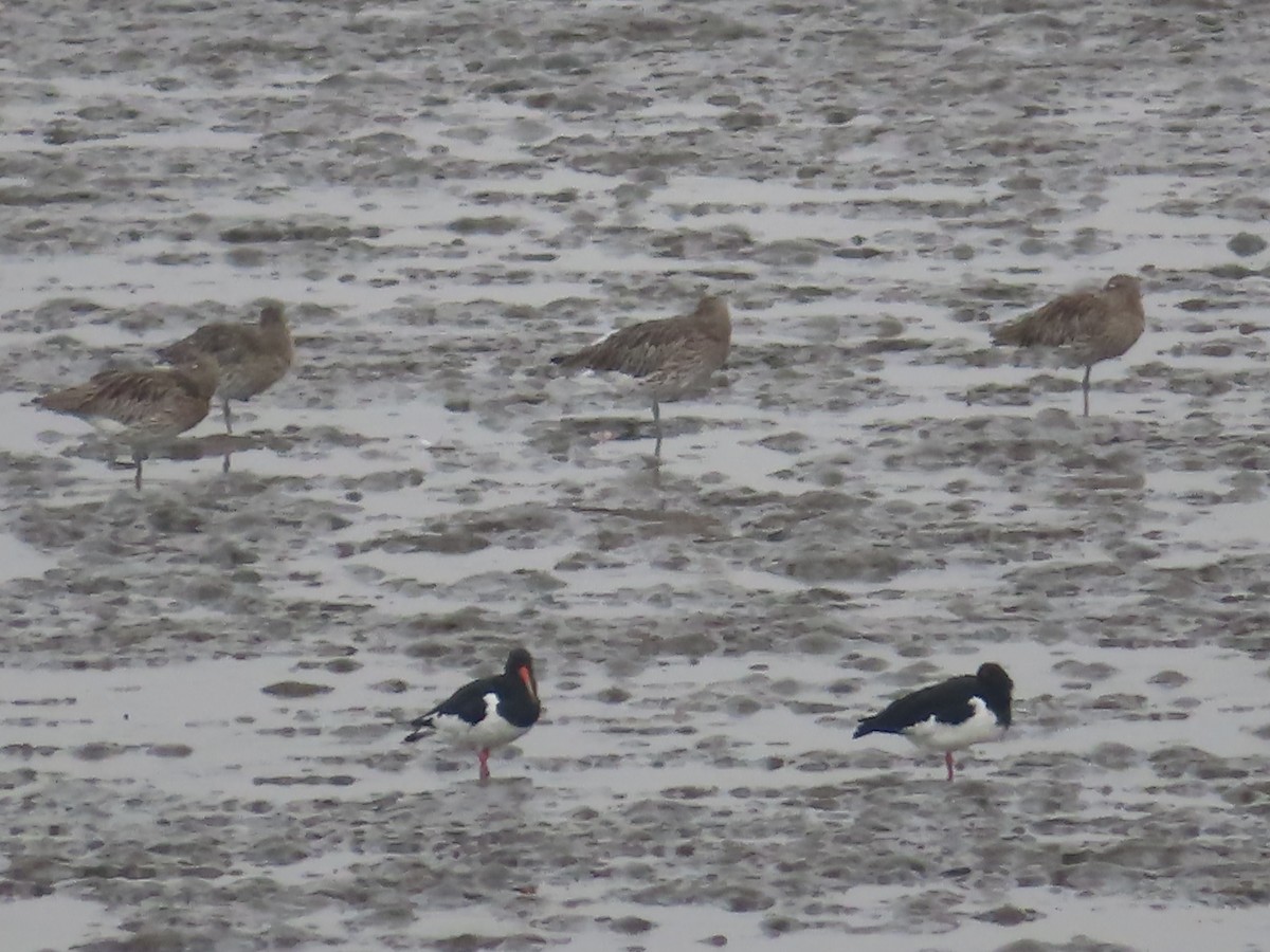 Eurasian Oystercatcher - ML506242601