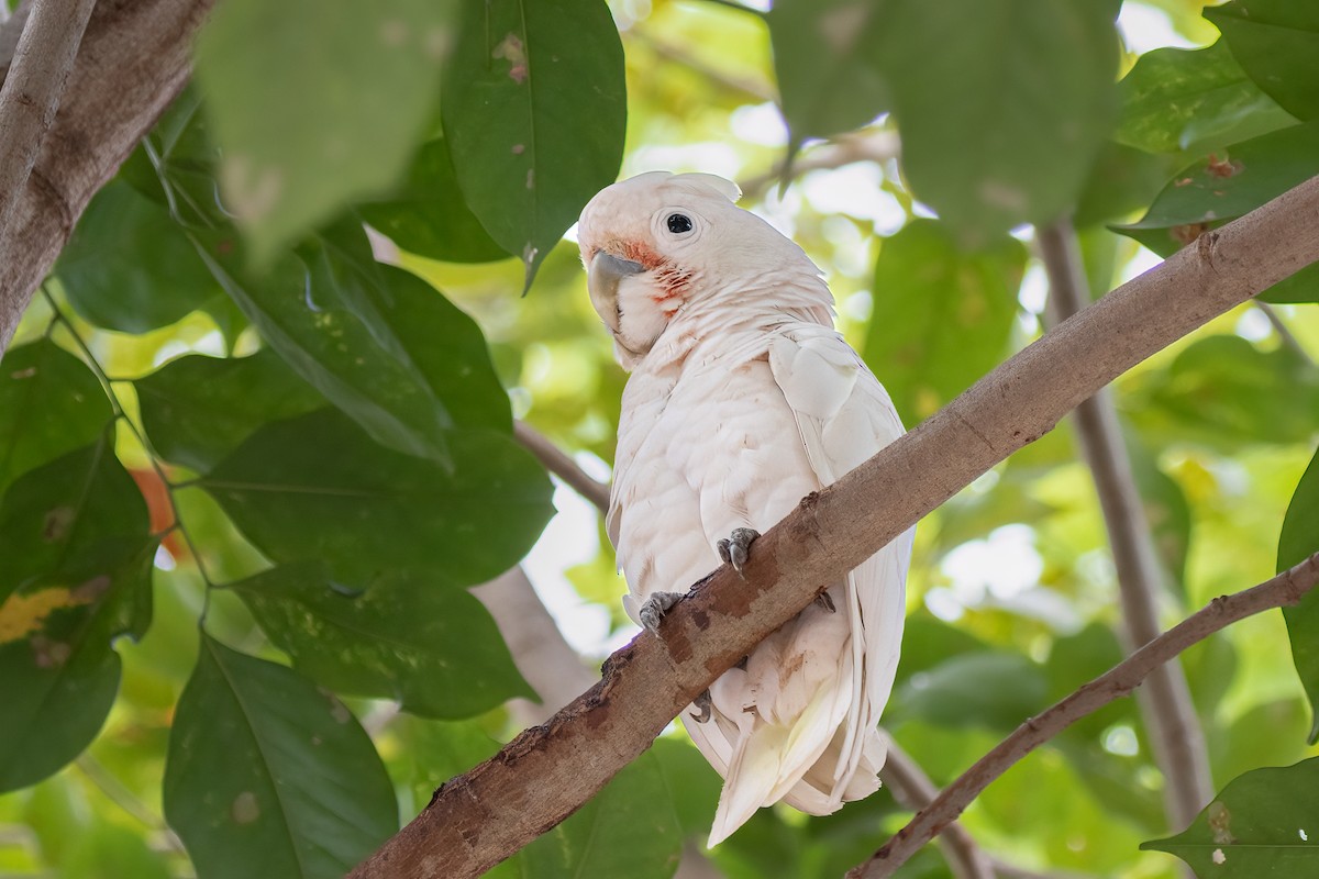 Tanimbar Corella - ML506243731