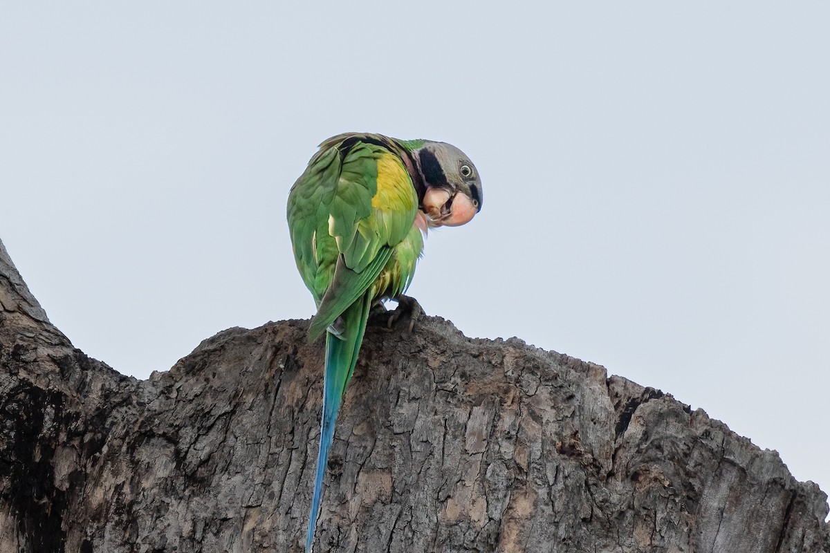 Red-breasted Parakeet - ML506243811