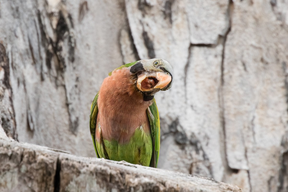 Red-breasted Parakeet - ML506243831