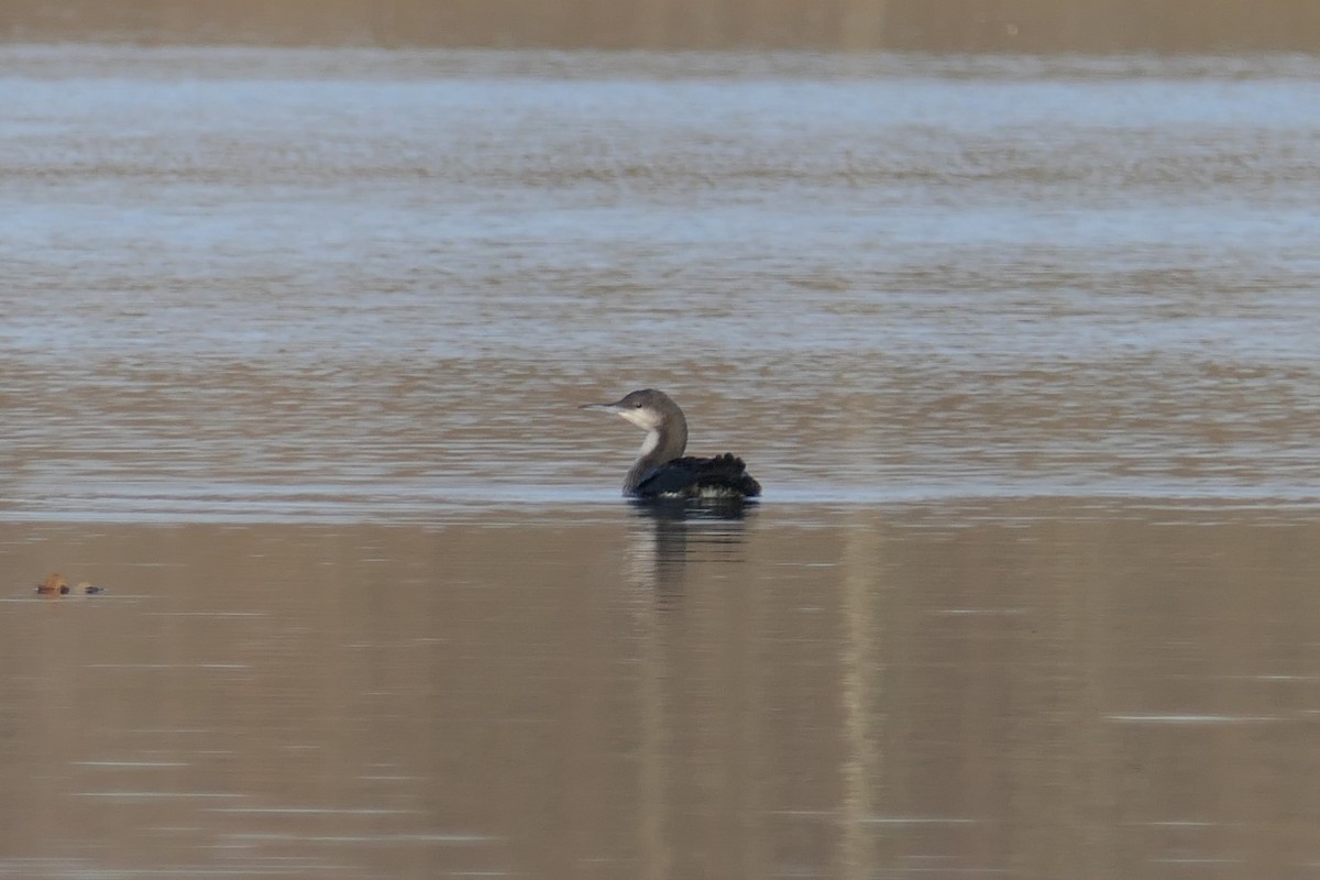 Arctic Loon - ML506244851