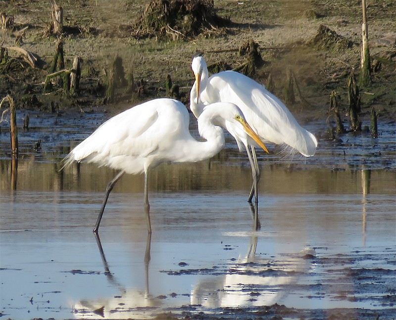 Great Egret - Karen Lebing