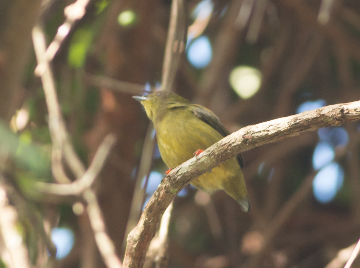 Golden-collared Manakin - Ruth  Danella
