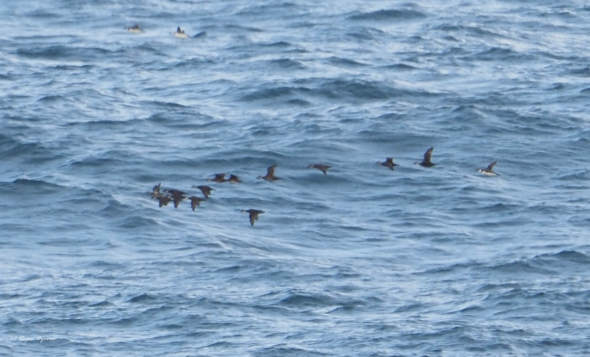 Common Scoter - ML506245441