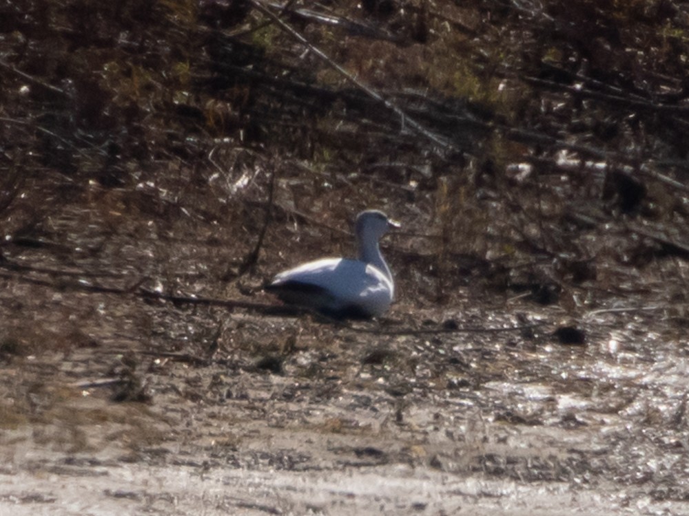 Ross's Goose - Jason  White