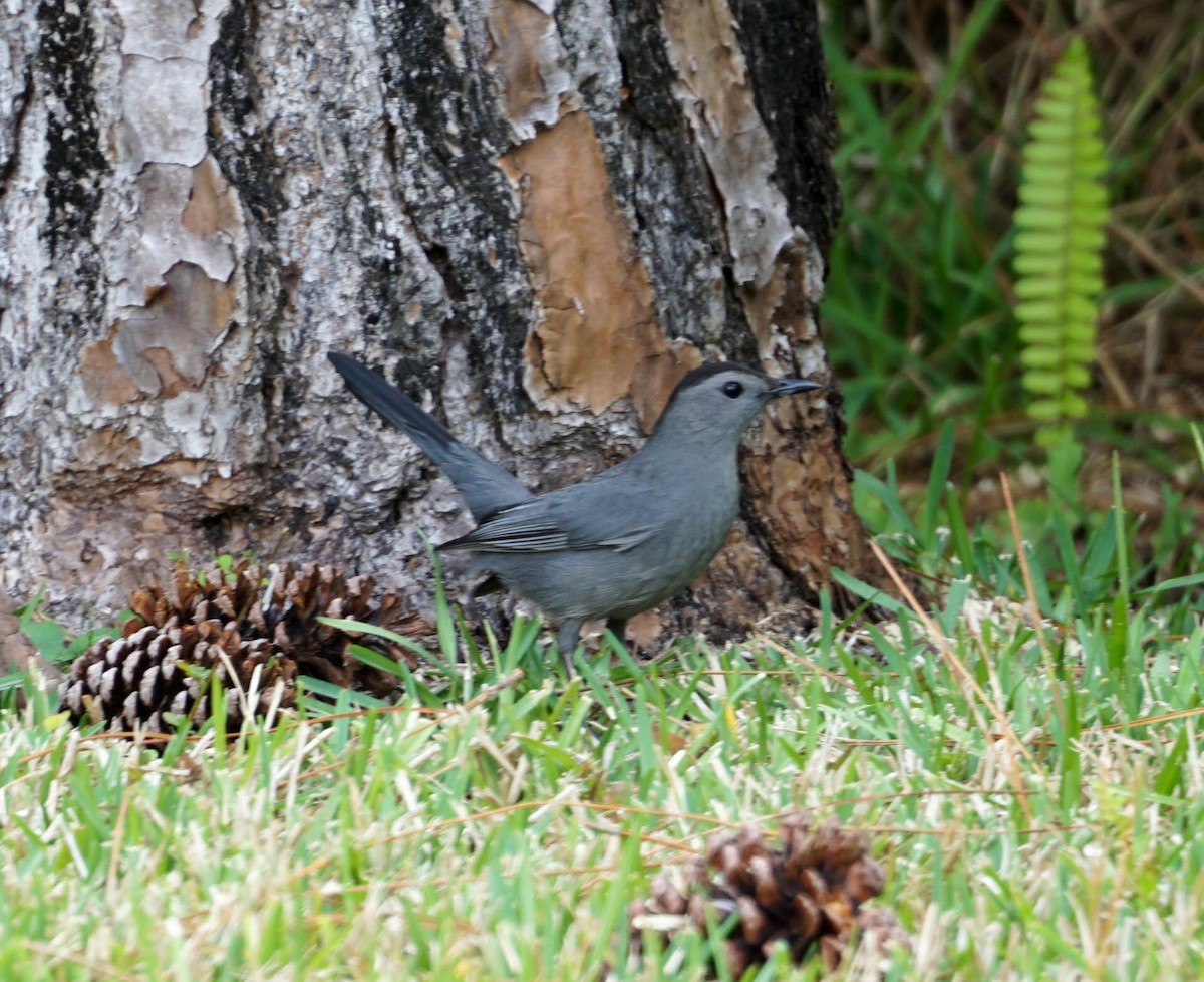 Pájaro Gato Gris - ML50624641