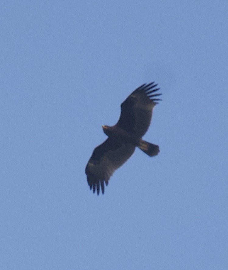 Greater Spotted Eagle - ML506247841