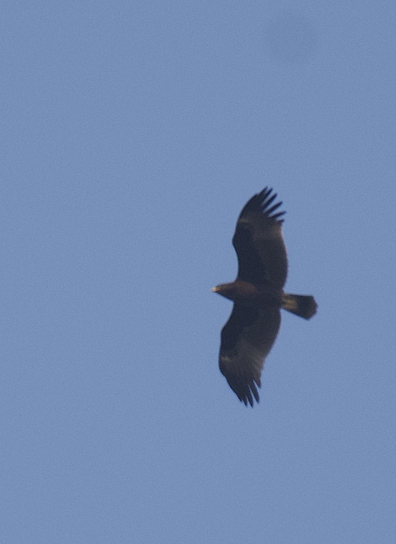 Greater Spotted Eagle - ML506247851