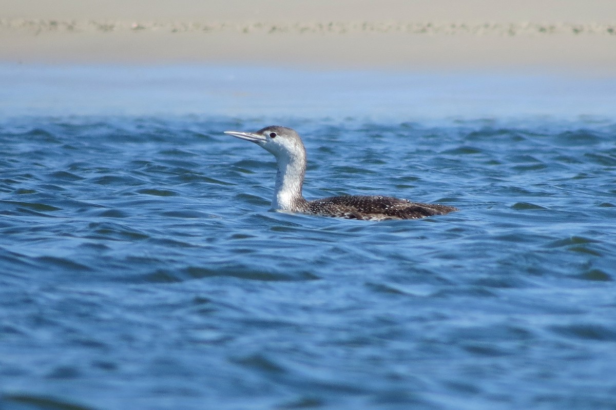 Red-throated Loon - ML50624861