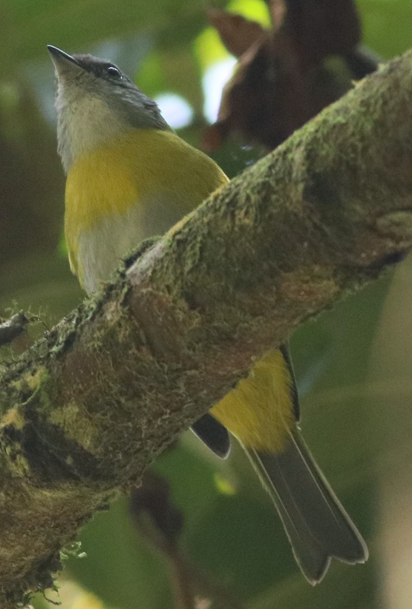 Ashy-throated Chlorospingus - ML506249081