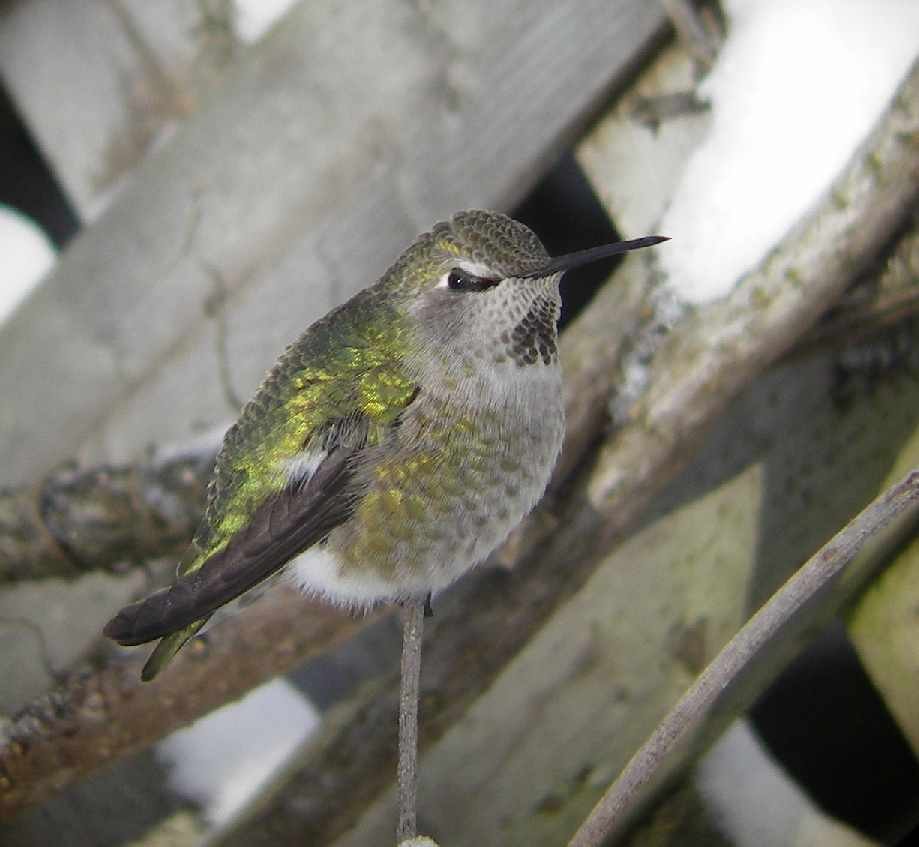 Anna's Hummingbird - ML50625141
