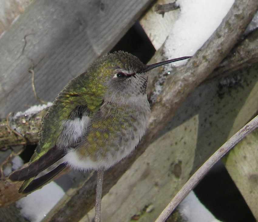 Anna's Hummingbird - ML50625171