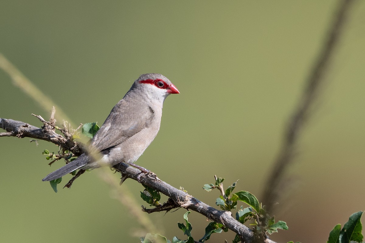 Black-rumped Waxbill - ML506252971