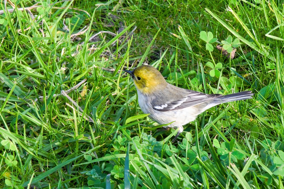 Paruline à tête jaune - ML506253261