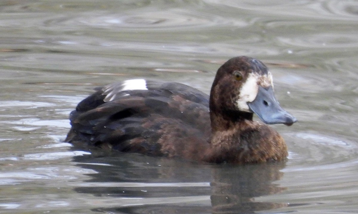 Greater Scaup - ML506254201